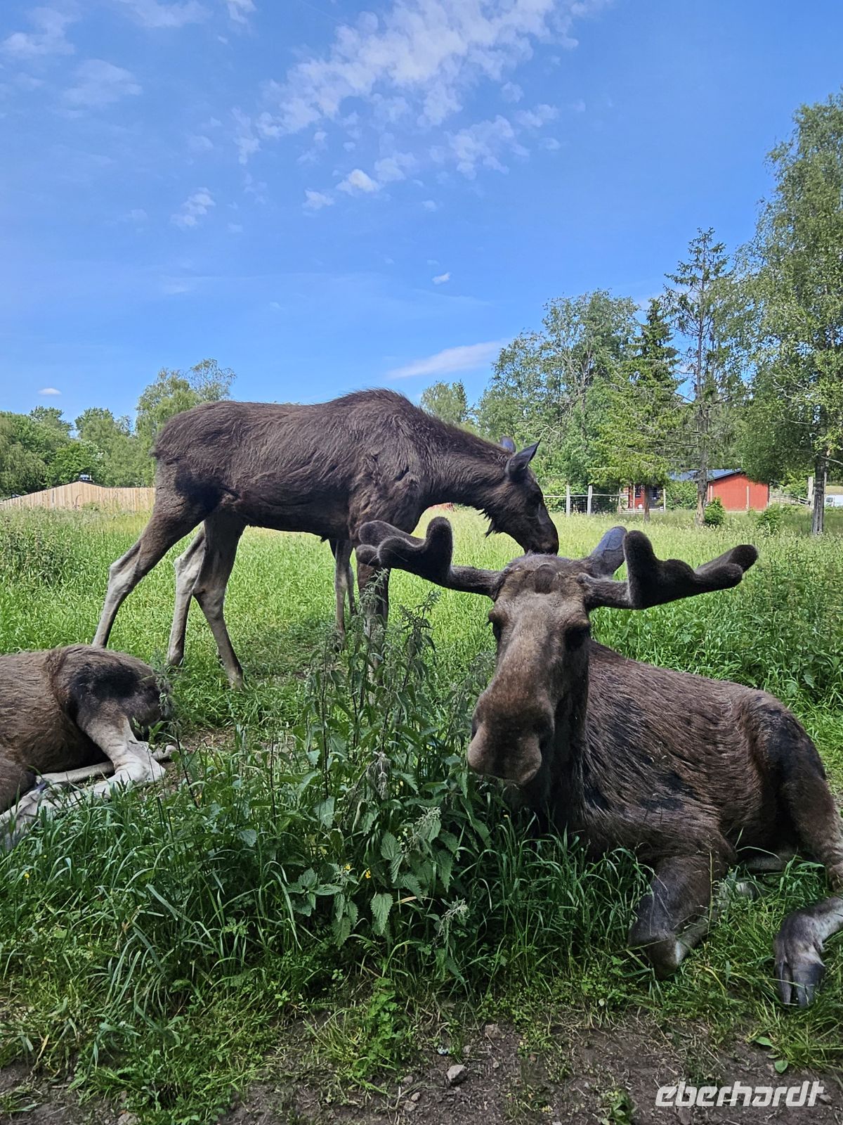 Besuch im Elchpark