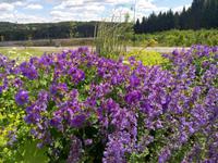 Die Blumen