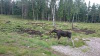 Ech gefunden in Südschweden
