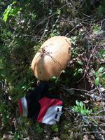 Ein Pilz