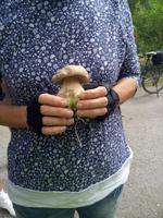 Ein Pilz