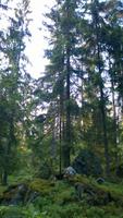Ein Waldspaziergang sollte bei jeder Schwedenreise dabei sein!