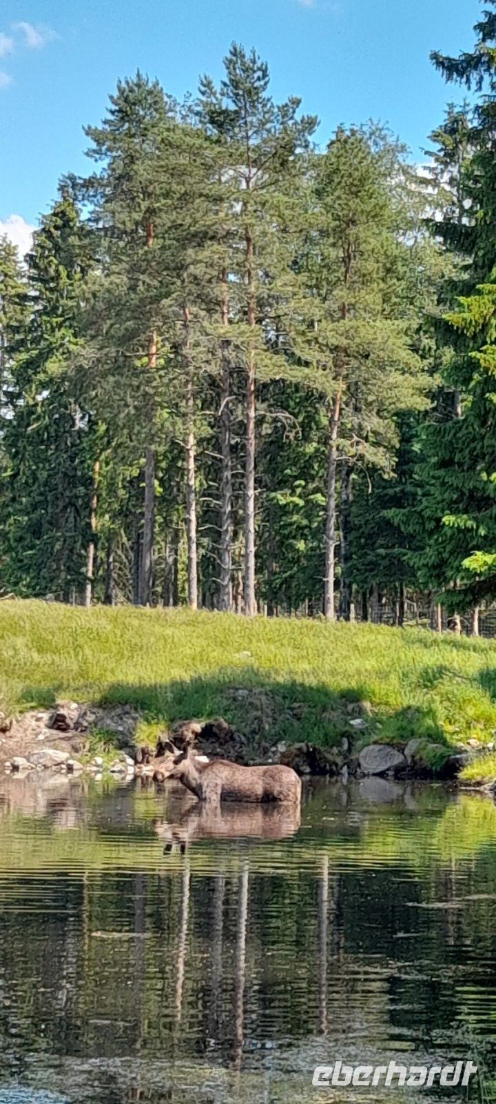 Elch im Wasser