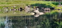 Elch im Wasser