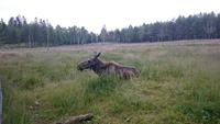 Elch in Südschweden