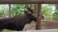 Elche im Freilichtmuseum Skansen