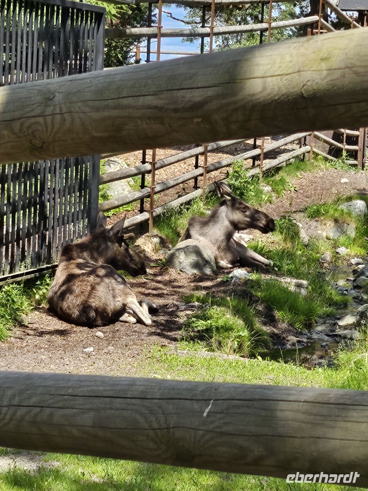 Elche im Skansen