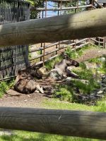 Elche im Skansen