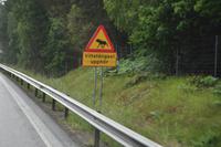 Elchgefahr!