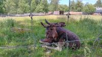 Elchpark Grönäsens