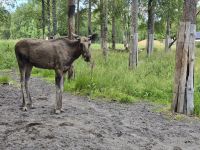 Elchpark Grönasen
