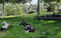 Freilichtmuseum Skansen - Zoo mit Elchgehege