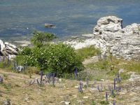 Gotland: Rundfahrt