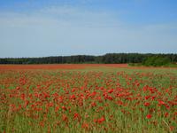 Gotland_Mästerby (13)