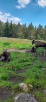 Grönasens Älgpark