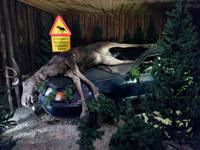 Gronasens_Elchpark_Verkehrsverhalten