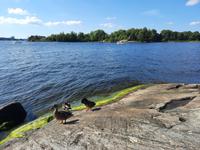 Insel Fjäderholmarna 