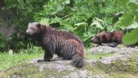 Järv = Vielfraß im Skansen