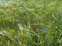 Kornblumen