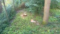 Luchse im Skansen