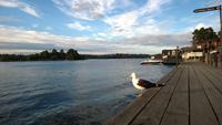 Möwe auf Fjädarholmen