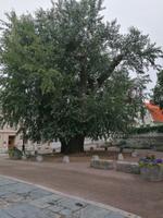 Marstrand