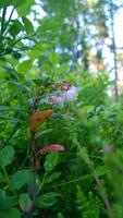 Preiselbeeren in der Blüte