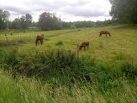 Reitelche 