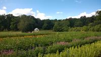 Rosendals Trädgaard