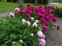 Schloss Gripsholm: Park