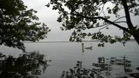 Schwäne von Lyngby