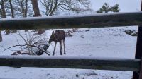 Silvesterreise Stockholm - Rundgang im Skansen