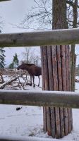 Silvesterreise Stockholm - Rundgang im Skansen