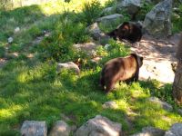 Skansen 