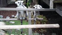 Skansen Stockholm Lemur Affen