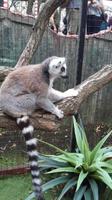 Skansen Stockholm Lemur Affen