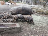 Skansen Stockholm
