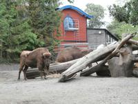 Skansen Stockholm