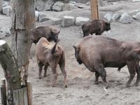 Skansen Stockholm