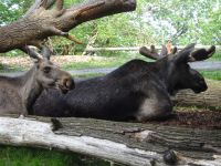 Stockholm: Freilichtmuseum Skansen