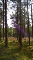 Suchbild: Wo ist der Elch?