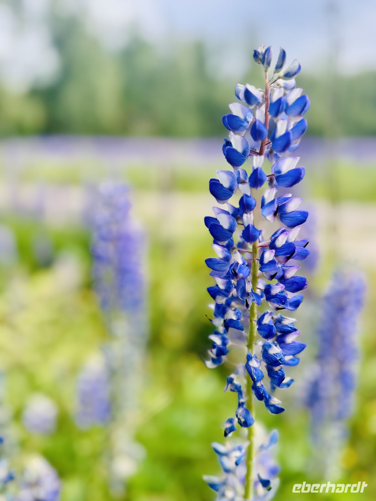 Tag 3 - Lupine 