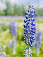 Tag 3 - Lupine 