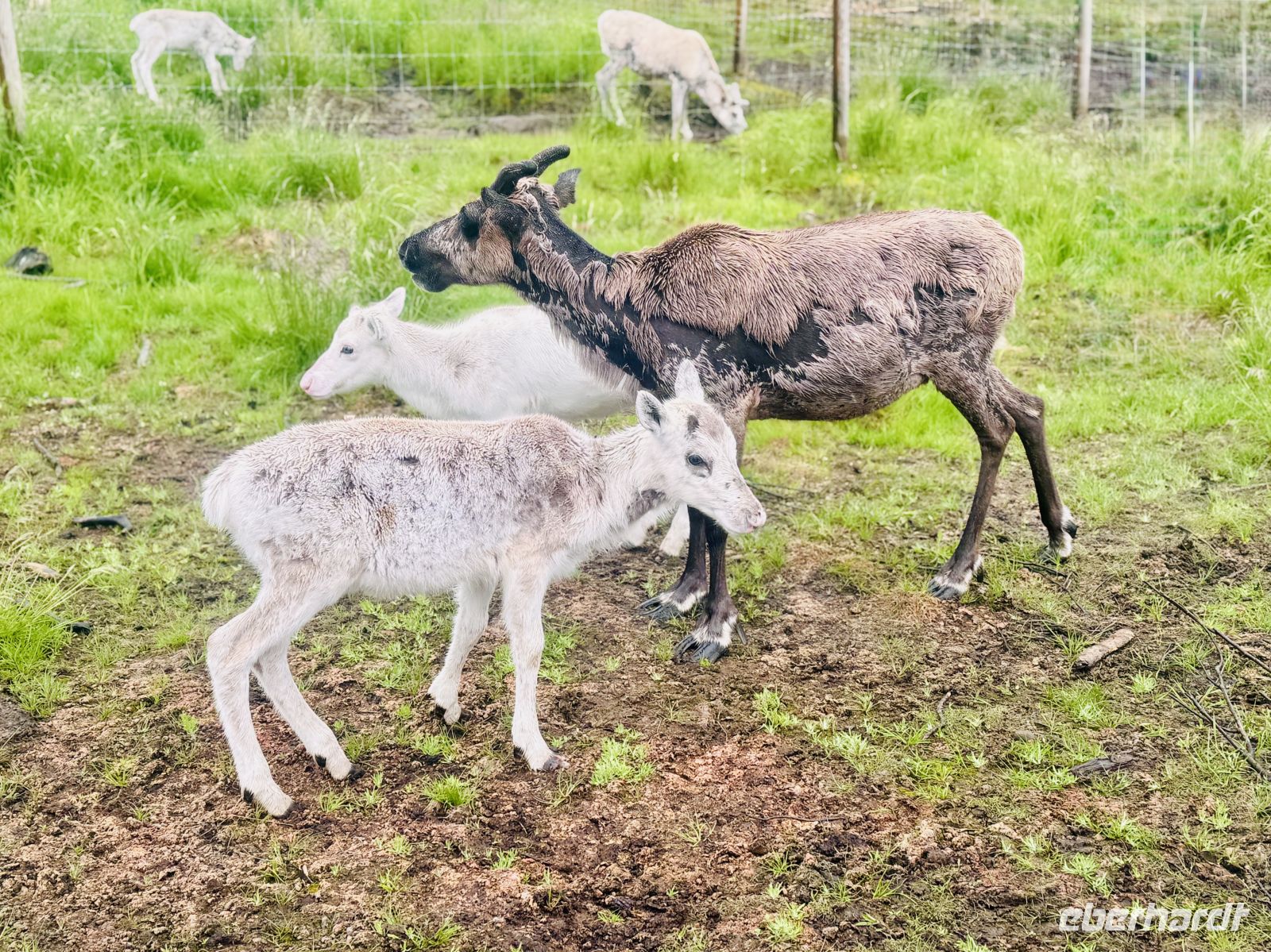 Tag 7 - Besuch im Rentiergehege