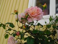 Traum von Marstrand