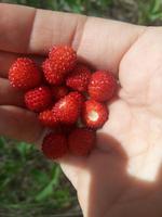 Wilde Erdbeeren