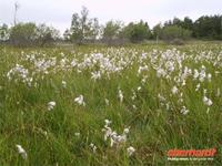 Wollgras auf Öland