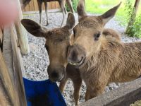 Zwillinge 6 Wochen alt