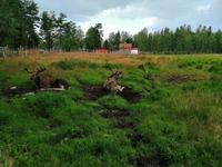 elchpark (1)
