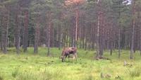 im Elchpark